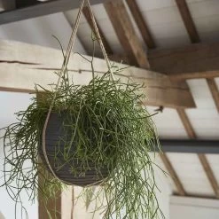 Capi Jarrón En Forma De Bola Nature Row 62x48 Cm Negro KBLRO271 10 Capi Jarrón En Forma De Bola Nature Row 62x48 Cm Negro KBLRO271 -Intemperie Jardinería Tienda be6d57b9c1706cae