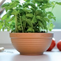 Prosperplast Maceta MISA 23L 540x540x213 Terracota -Intemperie Jardinería Tienda de17b6f98b5c3e64